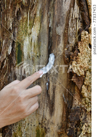 a hand with cream apply to the tree trunk skin is diseased, a sick tree and skin care healing concept 77837453