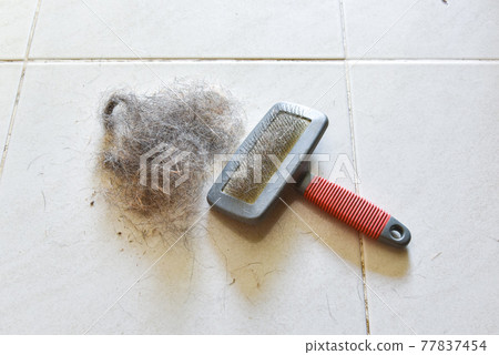Big pile of dog hair and which brush to comb out the dog on floor, Bunch of dog hair after grooming, Shedding tool, Hair combed from the dog with brush, top view 77837454