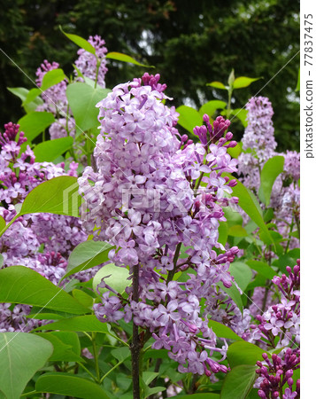 Lilac Rila Murasaki Hashidoi Sapporo City Tree Lilac Rila Murasaki Hashidoi Sapporo City Tree 77837475