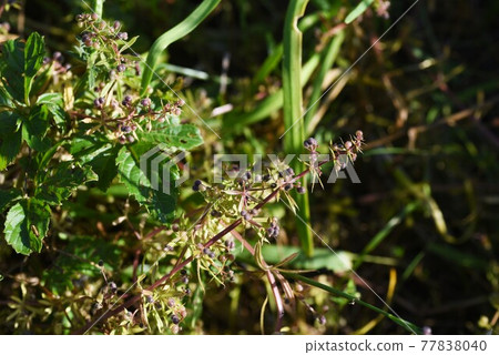 鎵釷花果 77838040