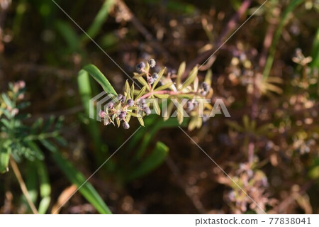 鎵釷花果 77838041