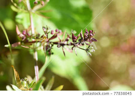 Galium spurium flowers and fruits 77838045