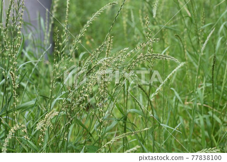 Hosomugi flower Hosomugi flower 77838100