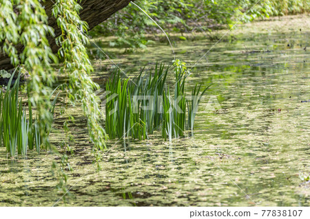 Green reeds in a pond with duckweed on a sunny day Green reeds in a pond with duckweed on a sunny day 77838107