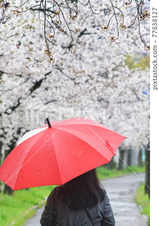 A row of cherry blossom trees in the rain A row of cherry blossom trees in the rain 77838127