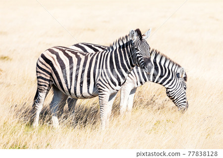 Couple of african plains zebra on the dry brown savannah Couple of african plains zebra on the dry brown savannah 77838128