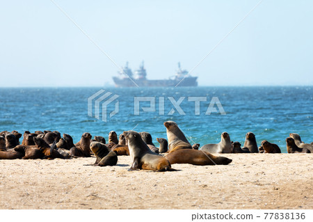Fur seal colony enjoy the heat of the sun Fur seal colony enjoy the heat of the sun 77838136