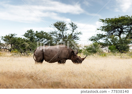 African white rhino at Etosha National park African white rhino at Etosha National park 77838140