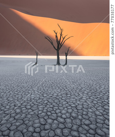 Dead Camelthorn Trees at sunrise 77838177