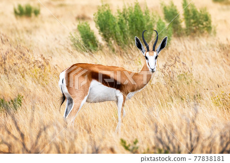 A male of black-faced impala A male of black-faced impala 77838181