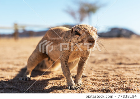 African ground squirrel in Namibia 77838184