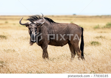 Large african antelope Gnu walking in yellow dry grass Large african antelope Gnu walking in yellow dry grass 77838185