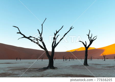 Dead Camelthorn Trees at sunrise Dead Camelthorn Trees at sunrise 77838205