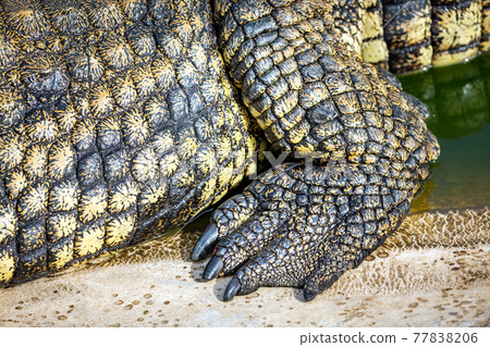 Close up of red burgundy Crocodile,Alligator belly skin texture use for  wallpaper background.Luxury Design pattern for Business and Fashion. Stock  Photo