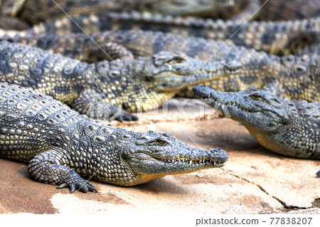 Big african alligators crocodiles crocodile farm Big african alligators crocodiles crocodile farm 77838207