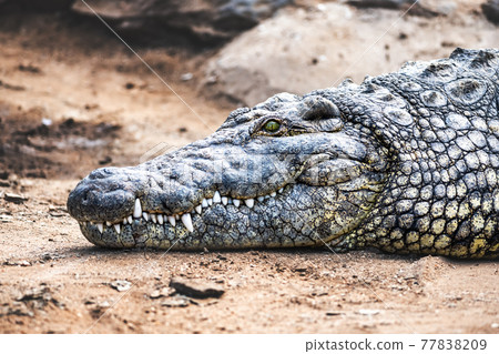 Big african alligator crocodile head on crocodile farm Big african alligator crocodile head on crocodile farm 77838209