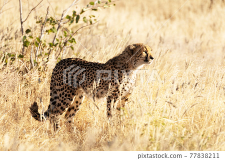Cheetah standing on dry yellow grass of the African savannah Cheetah standing on dry yellow grass of the African savannah 77838211