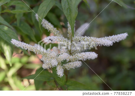Astilibian flowers Astilibian flowers 77838227
