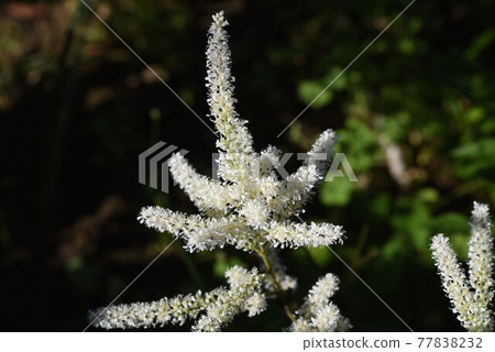 Astilibian flowers Astilibian flowers 77838232