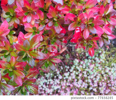 Colorful autumn background. Bright pink leaves of azalea in the garden 77838285