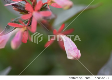 Abelia buds and flowering 77838327