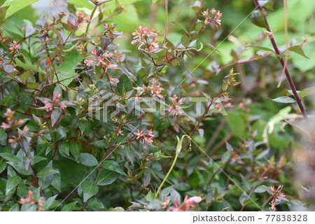 Abelia buds and flowering 77838328