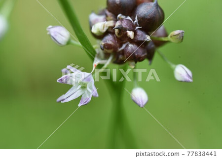 Nobile flowers 77838441