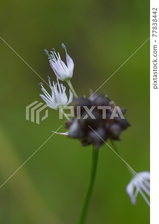 Nobile flowers 77838442