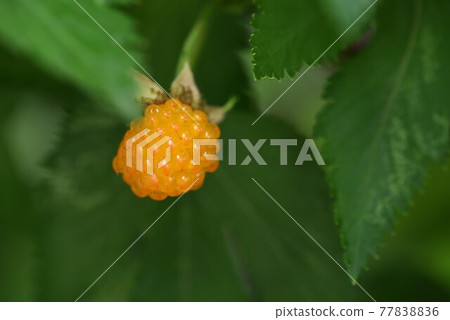 Kaji strawberry (Kaji strawberry) flowers and fruits 77838836