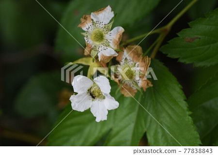 Kaji草莓(Kaji草莓)花果 Kaji草莓(Kaji草莓)花果 77838843