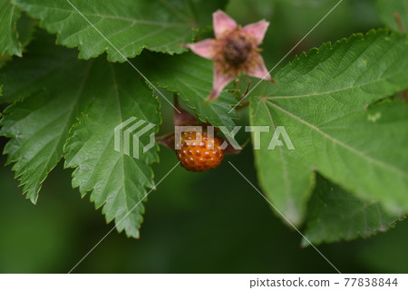 Kaji草莓(Kaji草莓)花果 Kaji草莓(Kaji草莓)花果 77838844