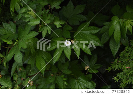 Kaji草莓(Kaji草莓)花果 Kaji草莓(Kaji草莓)花果 77838845