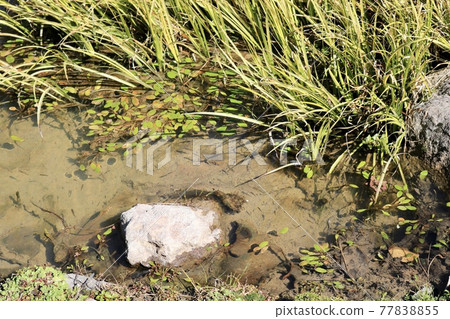 水草生長和青鱂游泳的公園內的生物群落[新西蘭] 77838855