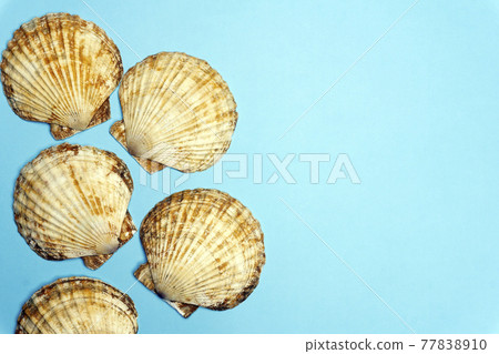 Ocean shell or seashell isolated on colored background. Shell texture, minimal concept Ocean shell or seashell isolated on colored background. Shell texture, minimal concept 77838910