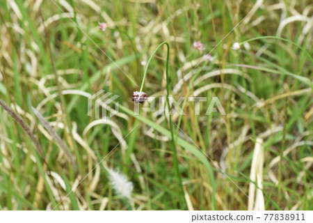 Nobile 的繁殖體 (Reiko) 77838911