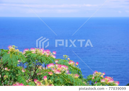 合歡與蔚藍的大海 77839099
