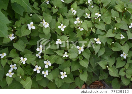 Dokudami花 Dokudami花 77839113