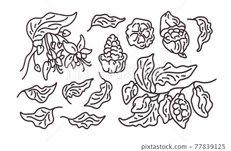 Cocoa abstract set. Vector art line symbol. Cocoa abstract set. Vector art line symbol. 77839125