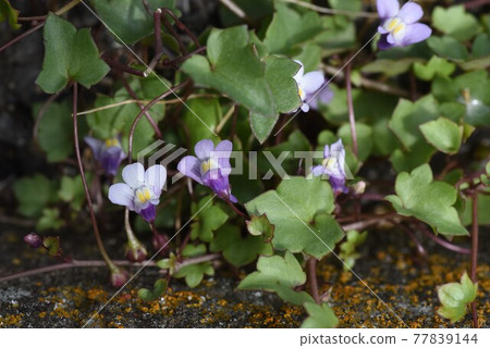 Ivy bounlan (Tsutaha Kairan) flower Ivy bounlan (Tsutaha Kairan) flower 77839144