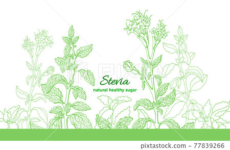 Stevia plant. Vector branch, leaf, flower. Health diabetic diet. Fresh herb sugar 77839266