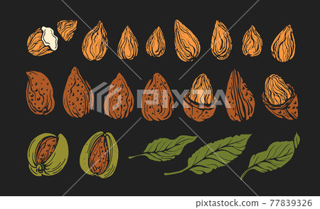 Almond. Vector natural nut. Color set Almond. Vector natural nut. Color set 77839326