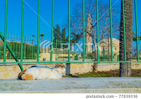 Cats around the Hala Sultan Mosque along the Larnaca Salt Lake 77839336