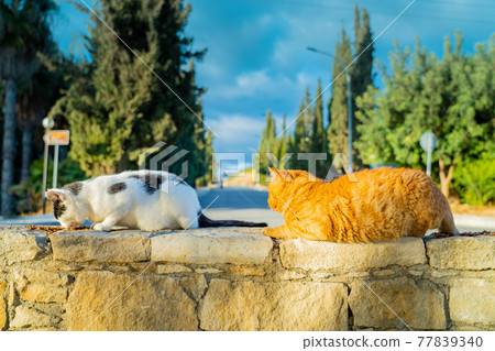 From Cyprus, a cat fed at the Cat Sanctuary in Limassol. 77839340