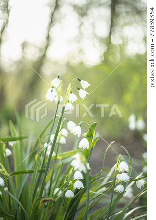White snowflakes flowers in sunset light in a forest 77839354