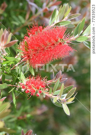 Brush tree flower Brush tree flower 77839523