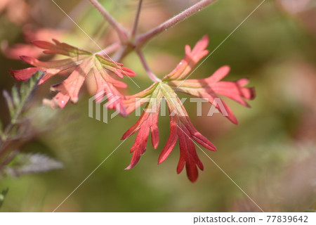 Carolina geranium flowers, leaves and seeds Carolina geranium flowers, leaves and seeds 77839642