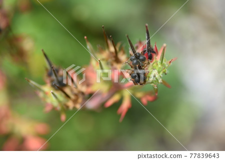 Carolina geranium flowers, leaves and seeds Carolina geranium flowers, leaves and seeds 77839643