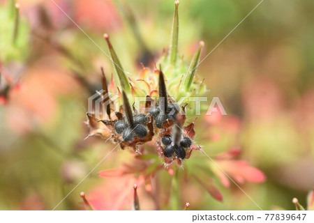 Carolina geranium flowers, leaves and seeds Carolina geranium flowers, leaves and seeds 77839647