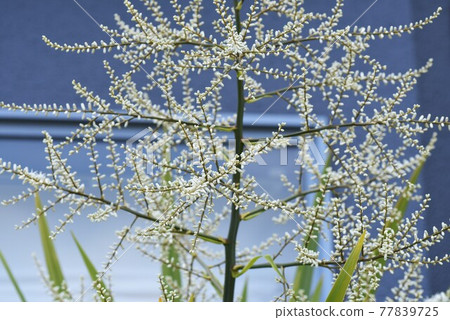 New Zealand cabbage tree flower New Zealand cabbage tree flower 77839725