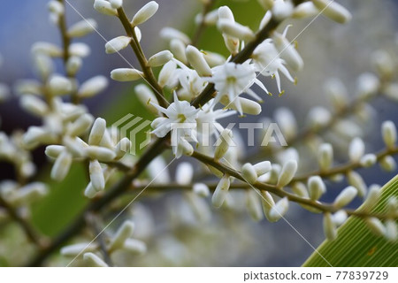 New Zealand cabbage tree flower 77839729